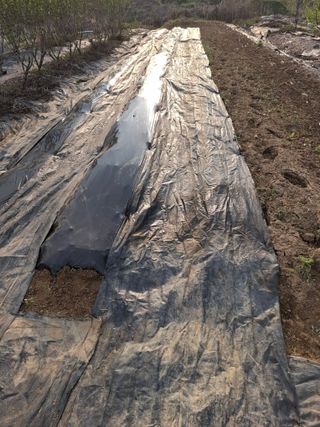 마늘14470님의 기타작물 · 영농일지 작성글 사진