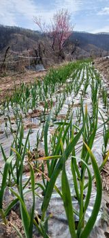정연섭님의 작성글 사진