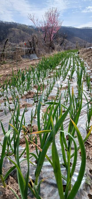 정연섭님의 기타작물 · 영농일지 작성글 사진