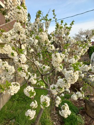 너바라기님의 기타작물 · 영농일지 작성글 사진