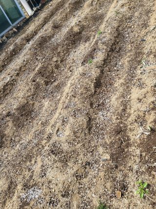 이상욱님의 고추 · 영농일지 작성글 사진