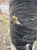 팜모닝 기타작물·영농일지 게시글 이미지