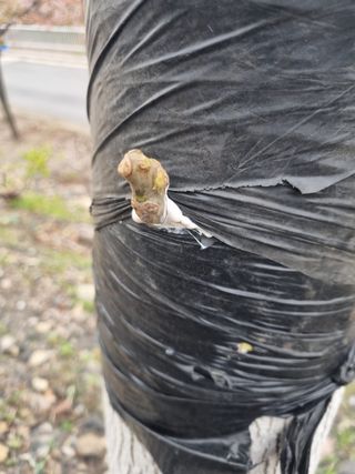 김용대님의 기타작물 · 영농일지 작성글 사진