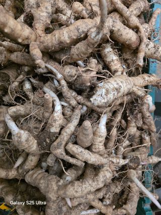 공주유구 구계박만호님의 기타작물 · 영농일지 작성글 사진