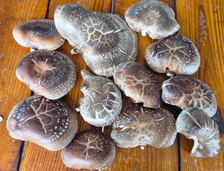 윤장원님의 버섯 · 영농일지 작성글 사진