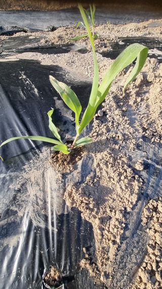 최언봉님의 옥수수 · 영농일지 작성글 사진