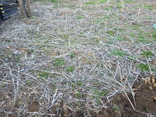 공주유구 구계박만호님의 작성글 사진