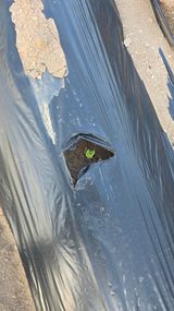 고구마15091님의 작성글 사진