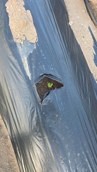 고구마15091님의 감자 · 영농일지 작성글 사진