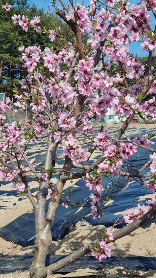 최언봉님의 옥수수 · 영농일지 작성글 사진