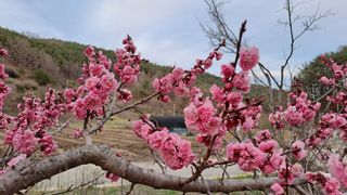 휴민트신님의 기타작물 · 영농일지 작성글 사진