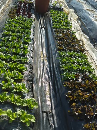 이경옥님의 기타작물 · 영농일지 작성글 사진