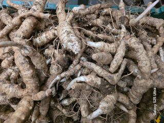 공주유구 구계박만호님의 기타작물 · 영농일지 작성글 사진