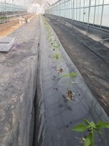 팜모닝 고추·영농일지 게시글 이미지