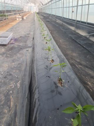 매실8693님의 고추 · 영농일지 작성글 사진