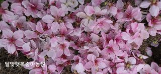 달맛햇복숭아농원님의 복숭아 · 영농일지 작성글 사진