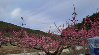 휴민트신님의 기타작물 · 영농일지 작성글 사진