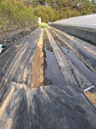마늘14470님의 기타작물 · 영농일지 작성글 사진