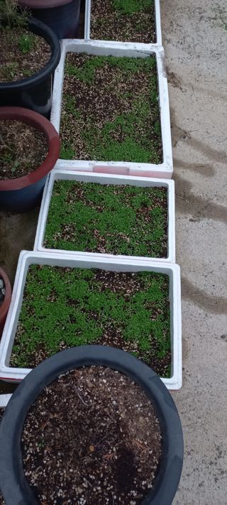 정석채님의 두릅 · 영농일지 작성글 사진