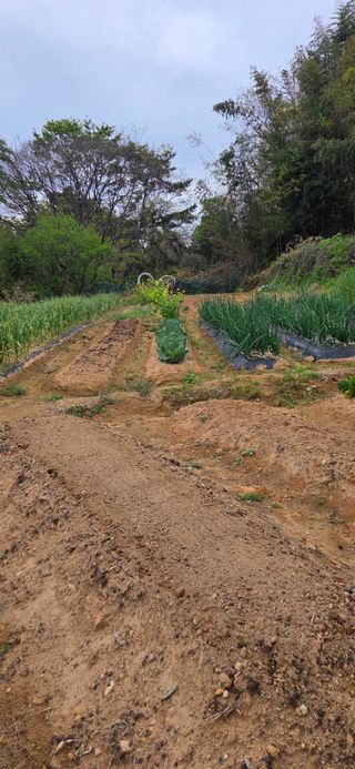 한병훈님의 고추 · 영농일지 작성글 사진