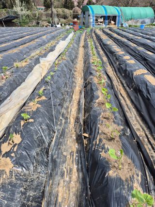 이경옥님의 기타작물 · 영농일지 작성글 사진