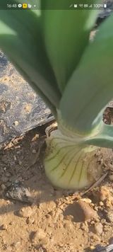 알렉산더님의 작성글 사진