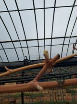 팜모닝 기타작물·영농일지 게시글 이미지