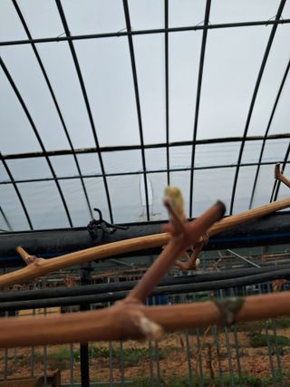 미스농부님의 기타작물 · 영농일지 작성글 사진