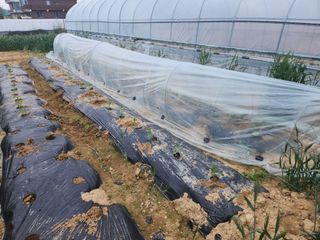 노복우님의 기타작물 · 영농일지 작성글 사진