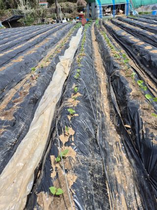 이경옥님의 기타작물 · 영농일지 작성글 사진