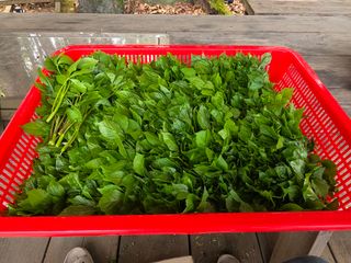 도심농부님의 기타작물 · 영농일지 작성글 사진