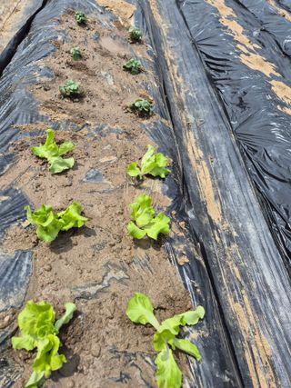 이경옥님의 기타작물 · 영농일지 작성글 사진