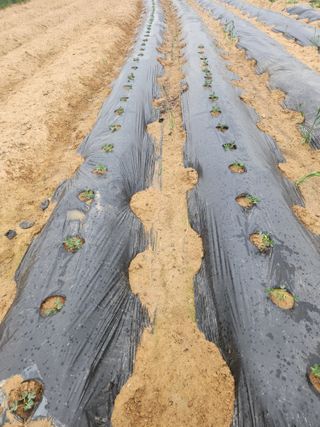 노복우님의 기타작물 · 영농일지 작성글 사진