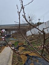 팜모닝 복숭아·영농일지 게시글 이미지