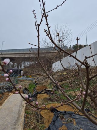 써니님의 복숭아 · 영농일지 작성글 사진