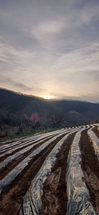 정연섭님의 기타작물 · 영농일지 작성글 사진