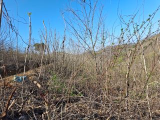 엄순모사선대농장님의 두릅 · 영농일지 작성글 사진