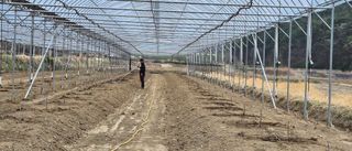 김명숙님의 기타작물 · 영농일지 작성글 사진