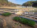 팜모닝 기타작물·영농일지 게시글 이미지