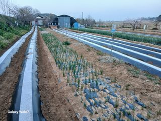 바위돌 심재성님의 참깨 · 영농일지 작성글 사진