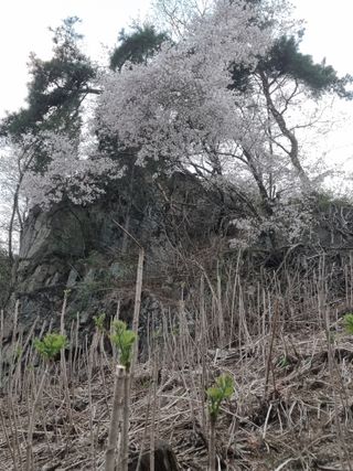 팜모닝회원 정정섭 님의 두릅 · 영농일지 작성글 사진