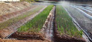 장용선 사진작가농부님의 기타작물 · 영농일지 작성글 사진