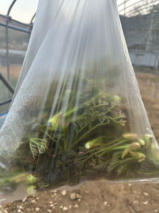 이익수님의 벼 · 영농일지 작성글 사진