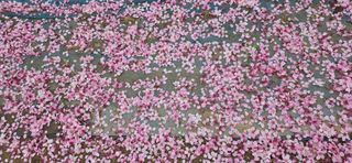 달맛햇복숭아농원님의 복숭아 · 영농일지 작성글 사진