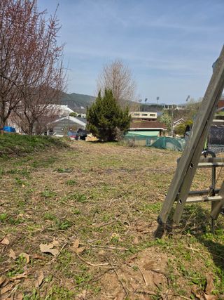 김윤회님의 옥수수 · 영농일지 작성글 사진