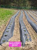 팜모닝 옥수수·영농일지 게시글 이미지