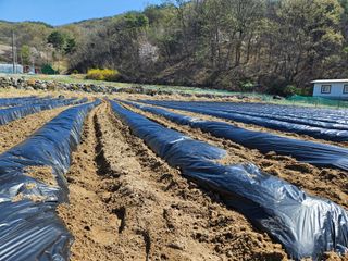 드라곤해드님의 기타작물 · 영농일지 작성글 사진