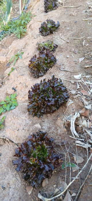 정연섭님의 기타작물 · 영농일지 작성글 사진
