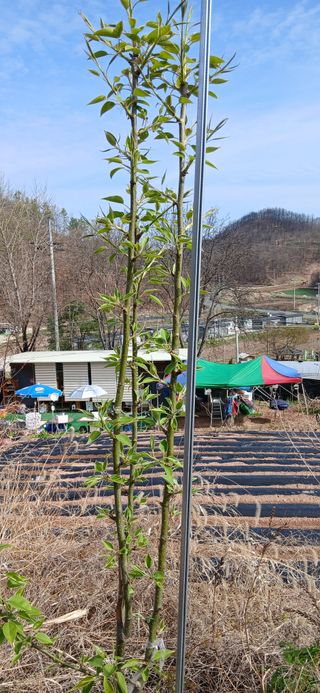 정연섭님의 기타작물 · 영농일지 작성글 사진