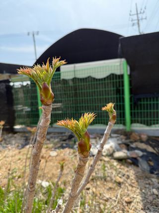 베리의정원님의 두릅 · 영농일지 작성글 사진